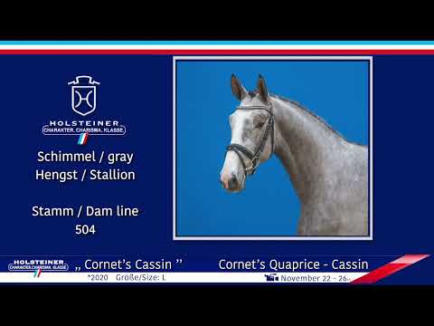 4. Holsteiner Winter-Chance 2022 | Nr. 119 v. Cornet's Quaprice - Cassin
