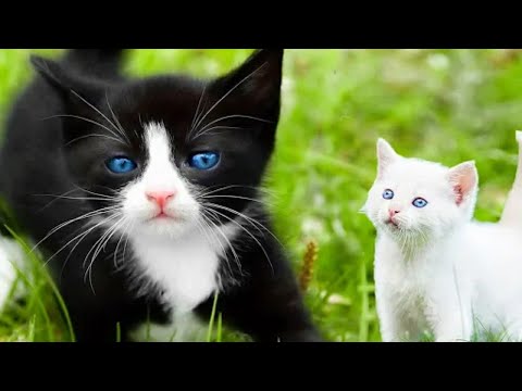 Billiyan Billiyan akhan  White Cat VS White Hen beauty view My YouTube sehnsa vlogs subscribe