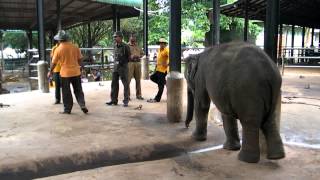 preview picture of video 'SRI LANKA PINNAWALA ELEPHANT ORPHANAGE  travelviews 928 by sabukeralam & travelviewsonline'