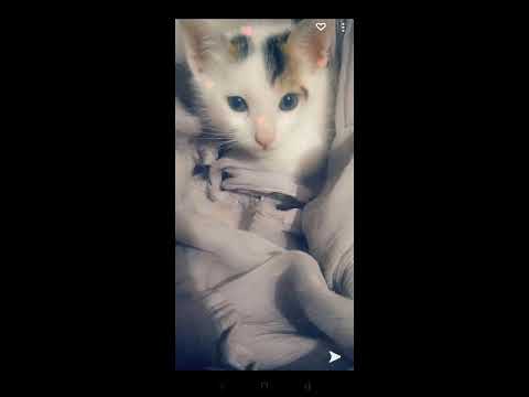 Cat 😍 cuts arts by Tabassum