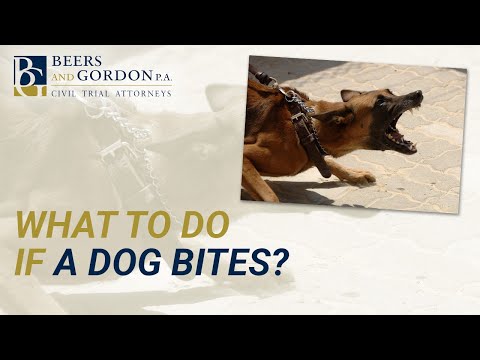 What To Do If A Dog Bites? | Orlando Personal Injury Attorney