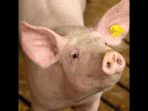 "Tag der offenen Bauernhof-Tür" ORF Steiermark heute