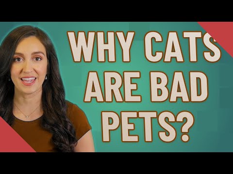 Why cats are bad pets?