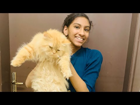 My pet cats 🐈🐈😍/ MIDHOOS MAGIC WORLD BY FAHMIDA AZEES