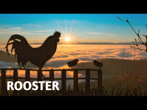 Rooster Crowing Compilation Plus - Rooster Crowing Sounds Effect (alarm) | Sound of Rooster Crowing