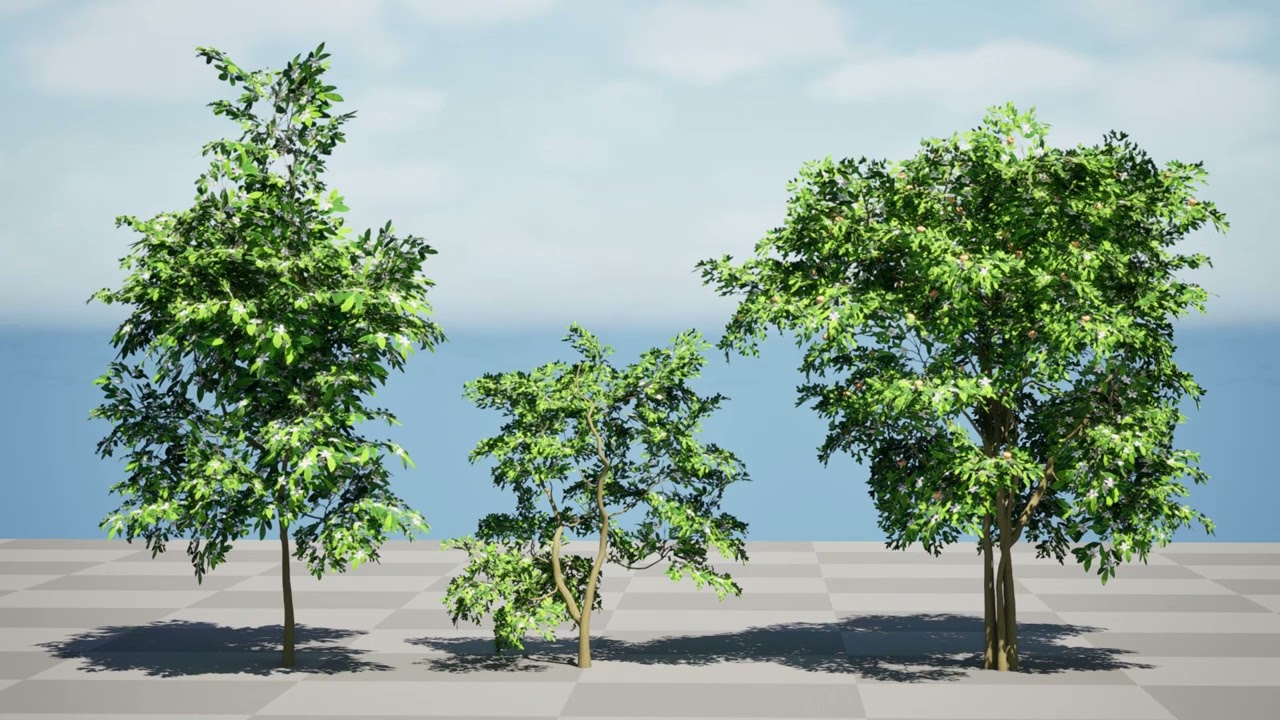 Flanders Giant Medlar Fruit Trees 3D Model