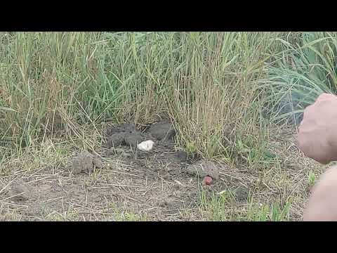Gniazdo os. Jak usunąć gniazdo os w ziemi?