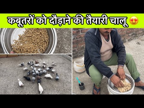 Preparing to race the pigeons 😍 || Day 1