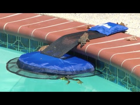 Animal Saving Escape Ramp for Pool