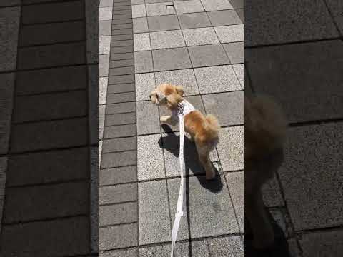 経営学科 快晴の中テンション高いトイプードル9ヶ月 #toypoodle #puppy #トイプードル