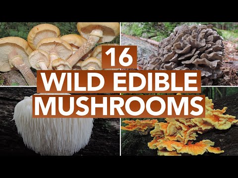 , title : '16 Wild Edible Mushrooms You Can Forage This Autumn
