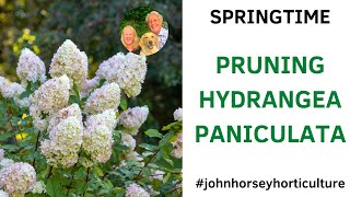 WATCH YOUR HYDRANGEA PANICULATA TRANSFORM WITH SIMPLE SPRING PRUNING