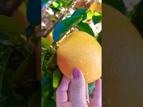 Waiting patiently for ripe grapefruit