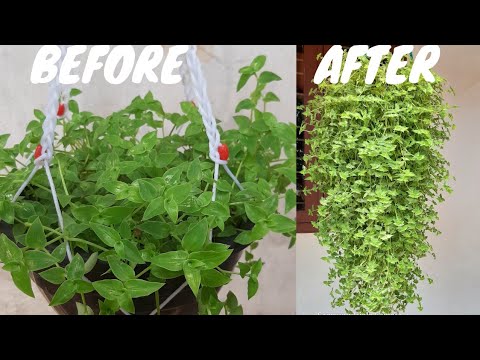 Best potting mix for hanging plants and growing tips/shareefa's diary