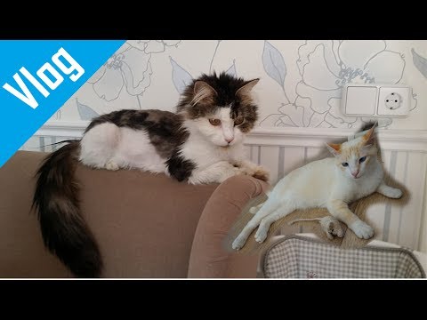 Katzen Cafe Berlin BaristaCats Katzencafé Vlog