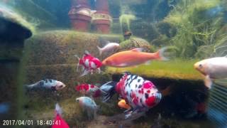 FISH POND WITH APEMAN CAM