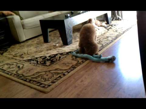 Tobi vs The Snake