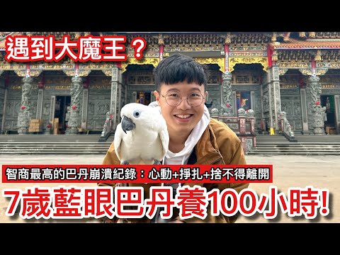 鸚鵡小木屋 爭議