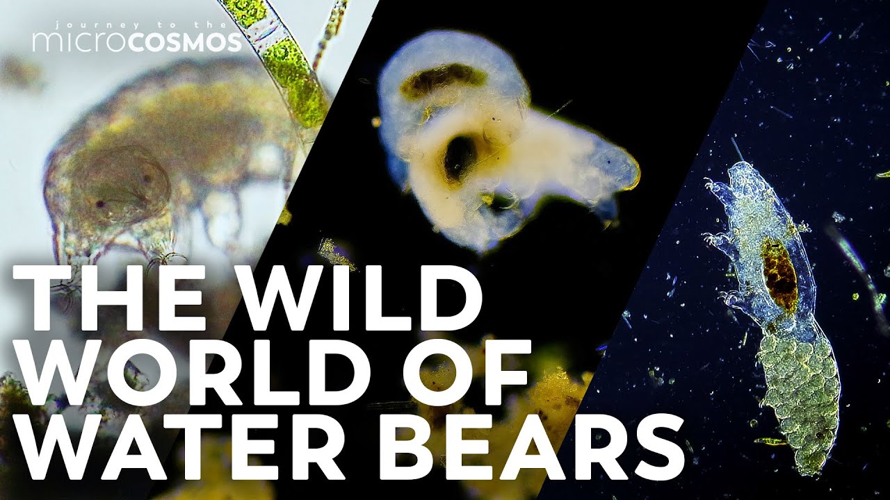 Tardigrades: The Surprisingly Sexy Ambassadors Of The Microcosmos | Compilation