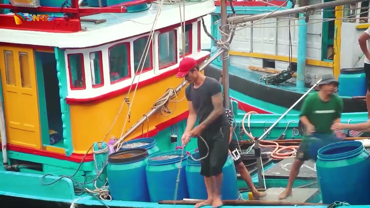 TÀU CÁ LIÊN TIẾP TRÚNG ĐẬM CÁ CƠM TRÁI VỤ