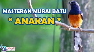 Download lagu MASTERAN MURAI BATU TROTOLAN ‼️ ISIAN MURAI BATU ANAKAN mp3