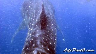 preview picture of video 'Whale Shark Video'