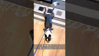 散歩を拒む犬｜ボストンテリア #Shorts