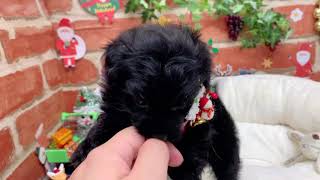 ハーフ犬の動画01