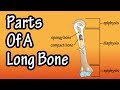 Parts Of A Long Bone - Structure Of A Long Bone
