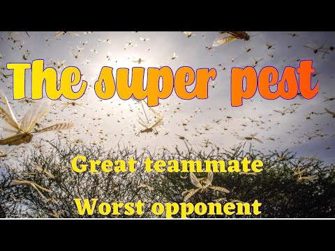 Evony's best type of teammate, worst type of opponent featuring big T