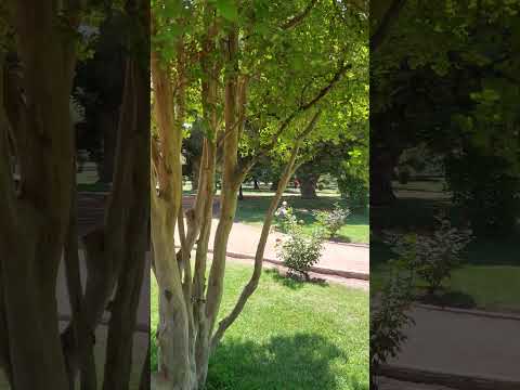 Rosedal del parque general san martín mendoza argentina