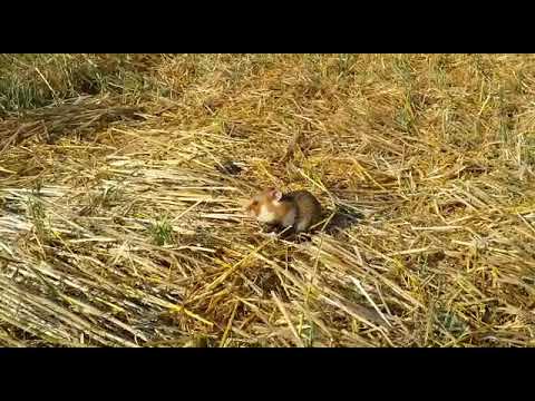 Chomik europejski- Lubelszczyzna