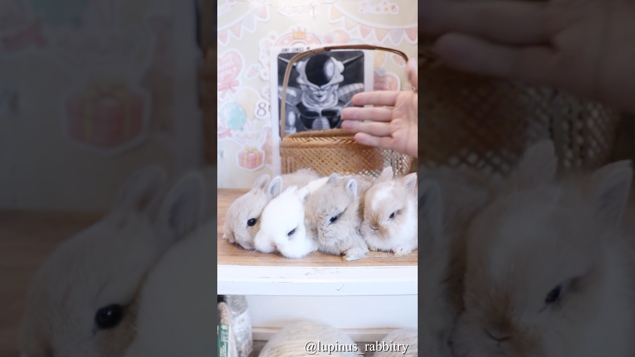 まさかの編成…うさうさ特戦隊が可愛すぎた🐇✨