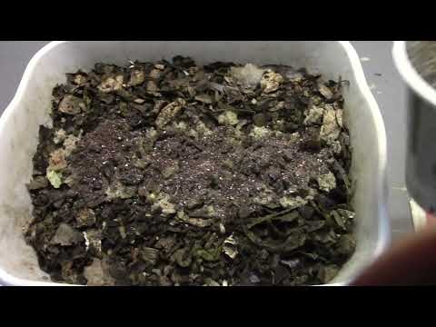 small worm bin feeding feb 10 2022