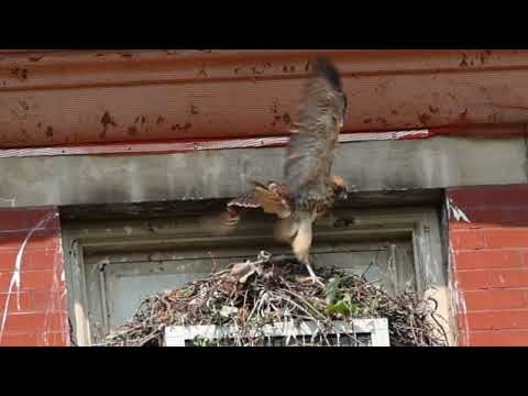Red shouldered chick pooping and flapping