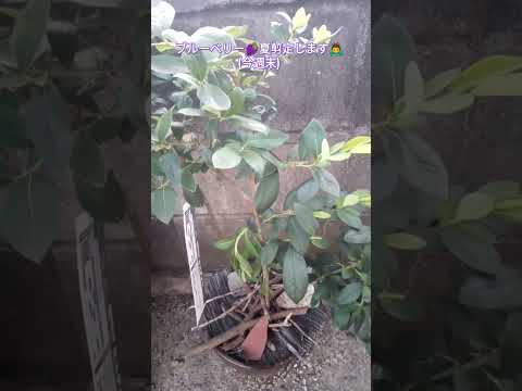 ラズベリーの茂みをトレリスする方法は？ベリーの成長にはサポートが不可欠ですか?ビデオ  庭園