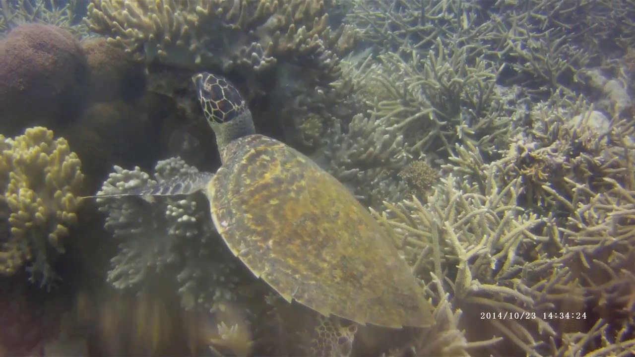 Lovely Turtle - Moonwrecker (Tenggol Island, Terengganu -  Malaysia)