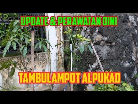 , title : 'Perawatan Dini Tambulampot Alpukad.'