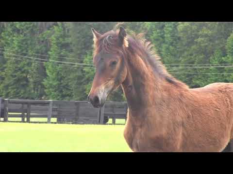 SOLD - tradicion de besilu x prestigio de la querencia colt 2 3 18