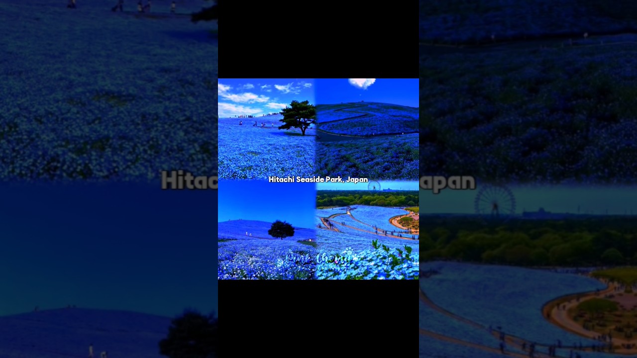 which one are you choosing?🌸 #beautifulplaces #Pink_Cherry