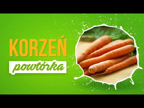 KORZEŃ - Powtórka z biologii