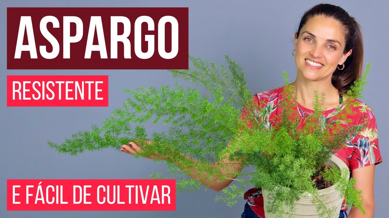 ASPARGO 🌿 TUDO SOBRE essa planta RESISTENTE e FÁCIL de CULTIVAR