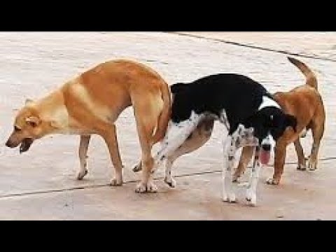 America ka dog ka Afghanistan ke dog ke sath Narmada Ka aapas Mein Ek dusre ka milaap..