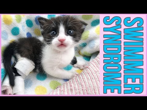 Helping a Very Special Kitten Who Can't Walk (...YET!)
