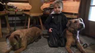 preview picture of video 'Irish Terrier  - Ledas Welpentreffen 2014'