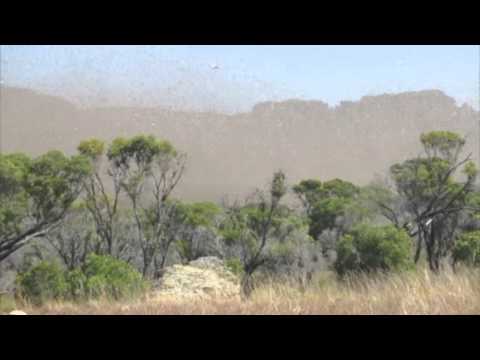 Malagasy Migratory Locust swarm, April 2013 :: Essaim de Criquet Migrateur Malgache, avril 2013