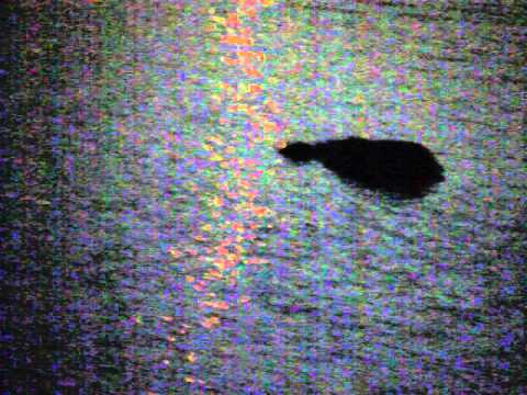 **monster in water at bell pond worc. ma.