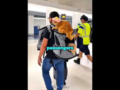 These cats are the most well behaved 🐱🥰💗