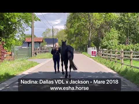 Nadina: DALLAS VDL x JACKSON