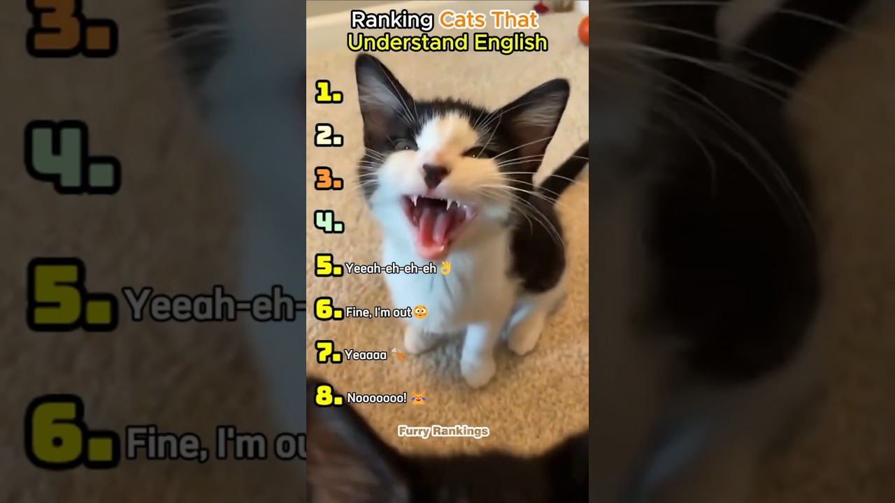 Cats That Understand English 😹 (Ranked!)